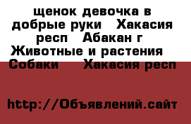 щенок девочка в добрые руки - Хакасия респ., Абакан г. Животные и растения » Собаки   . Хакасия респ.